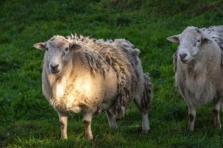 Farm Cottage just 10min from the City - 7