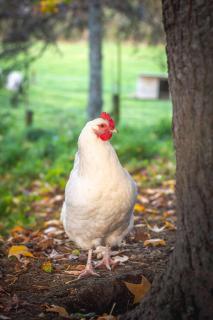 Farm Cottage just 10min from the City - Rotorua - 6