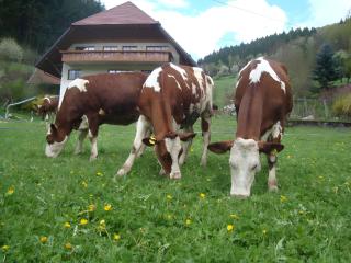 Geigerbauernhof - Mühlenbach - 3