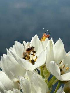 Sky View Homestay - Pelling - 4