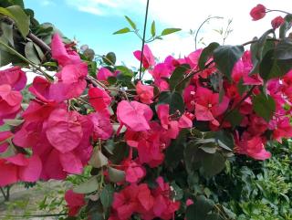 Alexandra's garden - Paliouri - 9