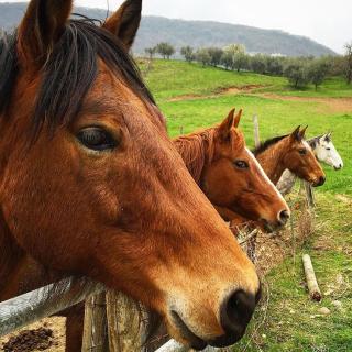 Agriturismo Mazzeracca - Bassano del Grappa - 5