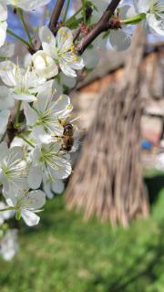 Bee House - - 8