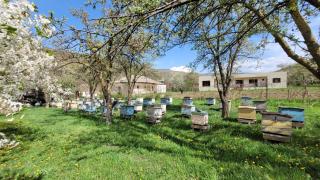Bee House - - 9