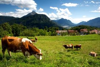 Albergo Diffuso Tolmezzo - 5