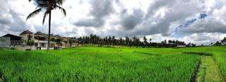 Rasa Cinta Ubud - Ubud - 4