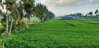 Villa Rasa Cinta Ubud - 7