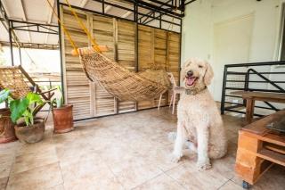 KAHILOM Nest Self-Service Home in Rainforest Nest with Kitchen - Pet Friendly, Monkeys, Bats! - - 4