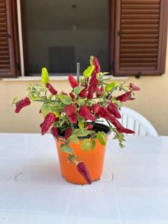 La Vie en Rose A 10 minuti dalle spiaggie - 3