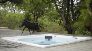 Villa Scarabee - Hoedspruit - 2
