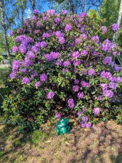 Moonstone Meadow - Ludvigsborg - 5