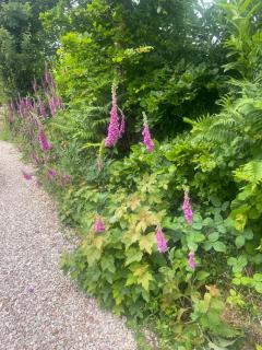 Brambles, 1 bedroom mobile home - South Brent - 2