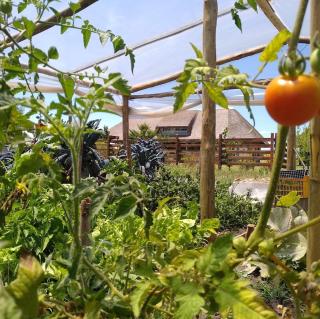 Country house with swimming pool, near Montevideo - Sauce - 5