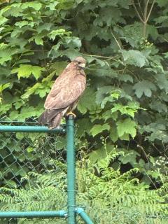 Hawks Villa - Baden-Baden - 9
