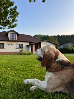 Chalet Bora - Vişeu de Jos - 2