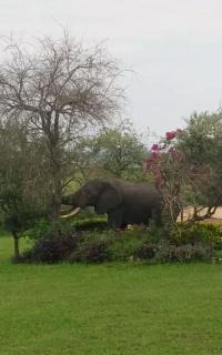 Bar Lyec Safari Lodge - Pakwach East - 5