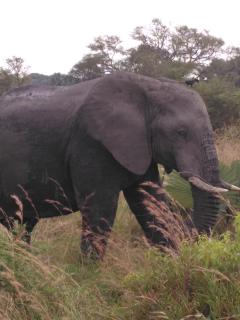Bar Lyec Safari Lodge - Pakwach East - 8