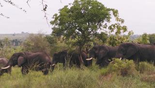 Bar Lyec Safari Lodge - Pakwach East - 2