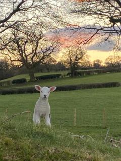 Woody's Retreat - Bolton by Bowland - 3