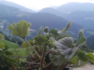 Mitterhofer Appartements - Villandro - 3