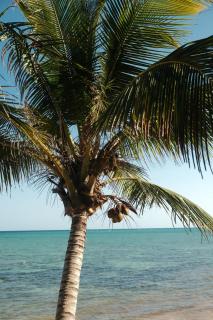 Kaoba Oceanfront Residences - Tulum - 6