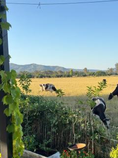 Lume King Valley - Whitfield - 2