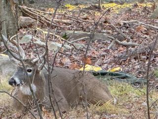 The Cozy Modern Cabin Near Lake & Pet-Friendly - 5