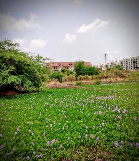 weekend home, for peace & bliss - Ahmedabad - 6