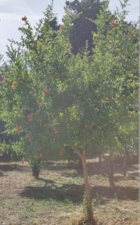 La Casa Di Luca - Olbia - 7