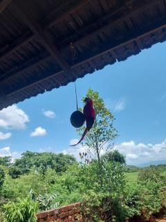 Maati Nature Resort - Kankauli - 6