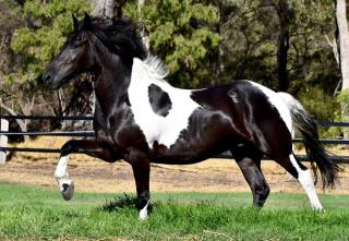 Herron Farm Stay Family Fun and Country Comfort - Dawesville - 6