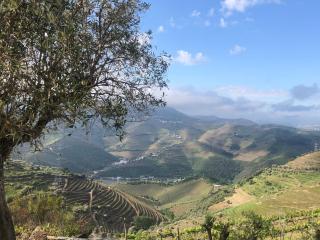 Quinta do Barrocal - Casa de Campo - Peso da Régua - 2