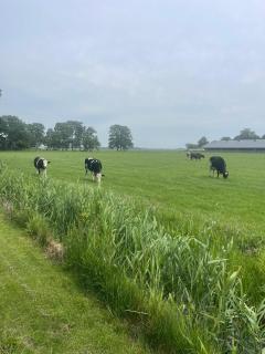 B&B bij de Roosjes - Blankenham - 4