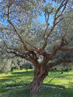 Vue imprenable sur les oliviers! - 6