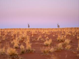 Wolwedans Desert lodge - NamibRand - 6
