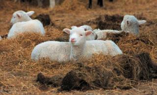Landliebe pur im Glockenzelt - 8