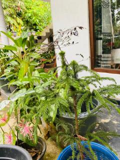 The Canapy Nest Ella - 1