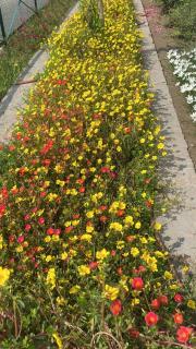 Homestay Chandigarh Airport Ganga - Mohali - 1