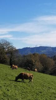 La Cerezal II - Borines - 9