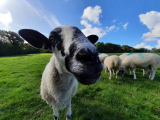 Linhay, Nr Barnstaple with outdoor pool, free wifi and parking - Barnstaple - 8