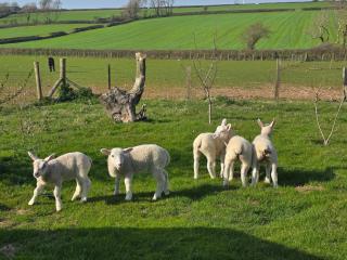 Paddock view - Pembrokeshire - 1