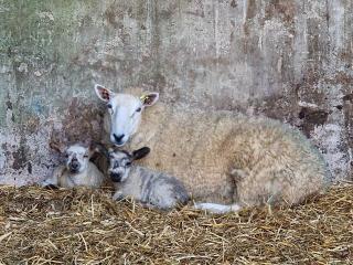 Paddock view - Pembrokeshire - 3