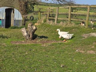 Paddock view - Pembrokeshire - 5