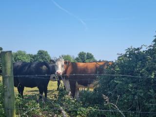 Paddock view - Pembrokeshire - 7
