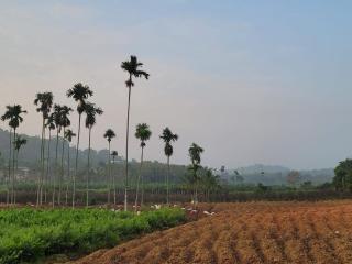 Ophel homes - Mananthavady - 6