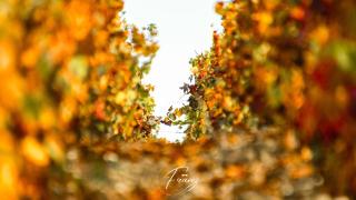 Les crins du vignoble - Loches-sur-Ource - 3