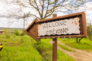 Vallone di Cecione - Greve in Chianti - 9