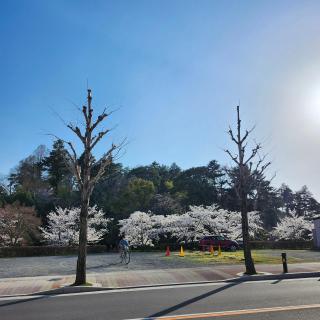 Picturesque Kyoto - Habu - 6