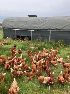 Tiny home on an organic croft, Isle of Arran - Kildonan - 8