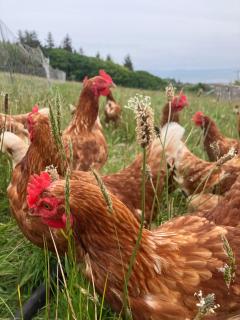 Tiny home on an organic croft, Isle of Arran - Kildonan - 2
